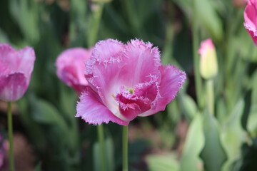 Blooming of wonderful tulips. Purple color.