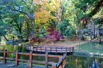秋　紅葉　池　風景　落ち着く