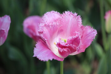 Blooming of wonderful tulips. Purple color.