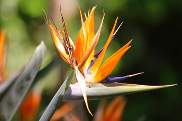 Obraz premium Wonderful flower. Strelitzia reginae colorful.