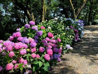 アジサイ