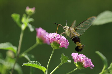 Cephonodes Hylas eating nectar on purple Lantana camara flower