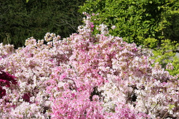Flowering of beautiful azaleas. Pink white flowers.