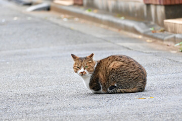振り返り猫