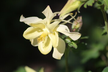Flowering of wonderful Anemone. Yellow flower.