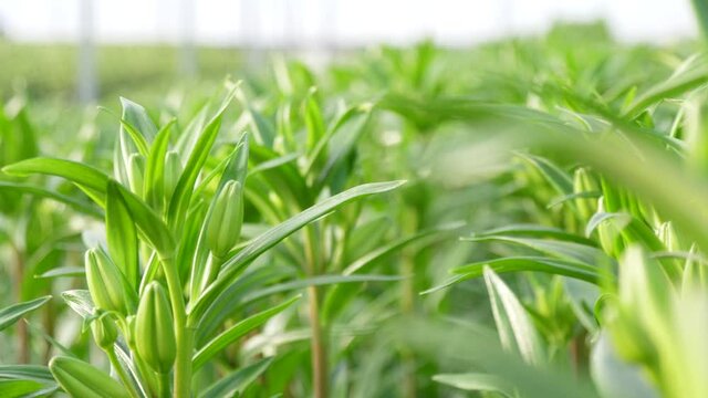 tulip production planting greenhouse 4k