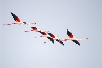 Flamingos with black wings flying in the sky