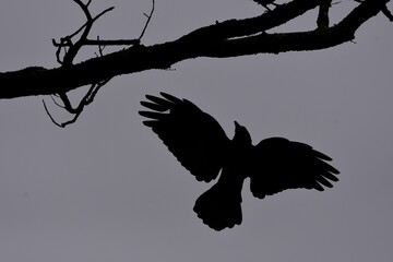 Fototapeta premium a crow flying between branches against a dark sky
