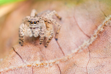 macro close-up photography, jumping spider on a leaf