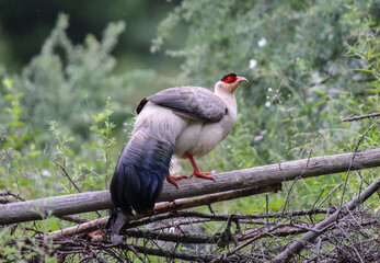 Crossoptilon harmani resting on a dead wood