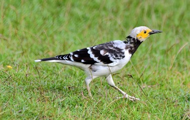 Black-collared starling walking on the lawn