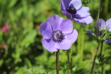 Flowering of wonderful Anemone. Blue flower.