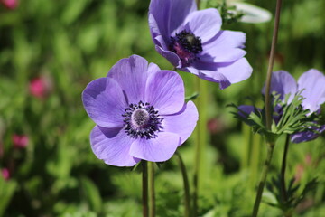 Flowering of wonderful Anemone. Blue flower.