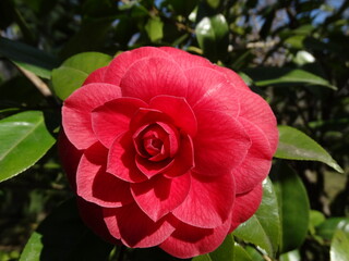 Blossoming of Camellia Tree in Close-up.Latin name Camellia sasanqua, Pink flowers. Various shapes.