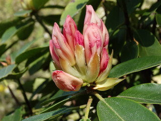 Flowering trees. Flower of Rhododendron. Pinkish white color with red coloring.