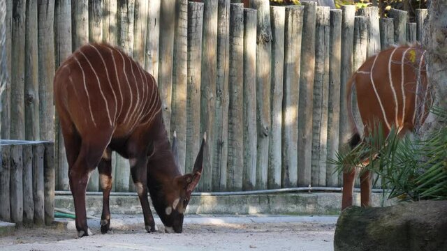 bongo antelope zoo 4k