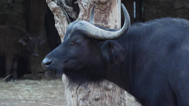 African cape buffalo zoo 4k