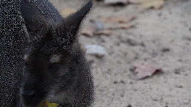 Bennett's tree kangaroo 4k