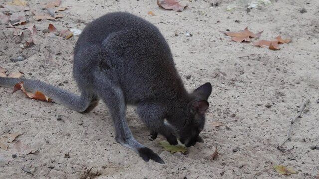 Bennett's tree kangaroo 4k