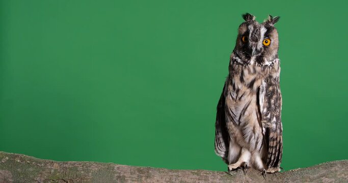 Beautiful eagle owl on tree branch against green background