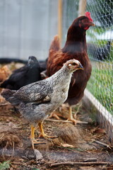 Heritage chickens on a small farm in the country, small scale poultry farming in Ontario, Canada.	