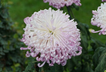 Close up of the light purple and yellow color of spider mum 'Vienna Waltz'
