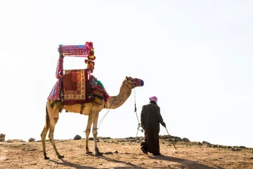 Foto op Plexiglas camel © Naushad