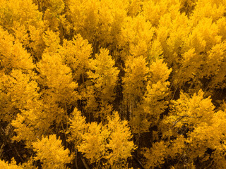 Aspen Trees Drone