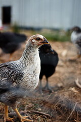 Heritage chickens on a small farm in the country, small scale poultry farming in Ontario, Canada.	