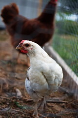 Heritage chickens on a small farm in the country, small scale poultry farming in Ontario, Canada.	