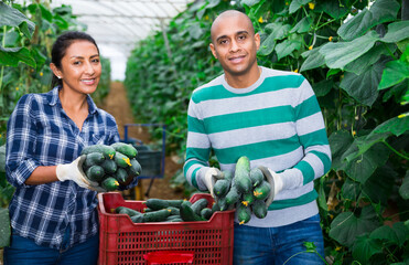 Team of hispanic gardeners picking cucumbers at vegetable farm in glasshouse