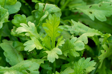 Matured leaves of potherb mustard (Brassica rapa subsp. japonica) in garden