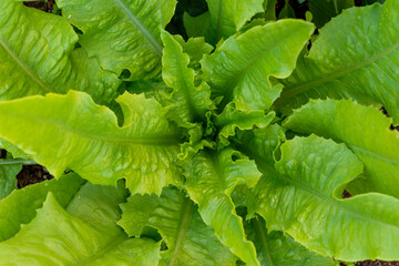 Matured leaves of Lactuca sativa var longifolia in garden