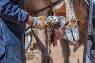 Obraz premium care of cow nail. Cut of worn keratin. Routine cutting activity of cows in farm