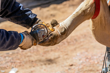 care of cow nail. Cut of worn keratin. Routine cutting activity of cows in farm