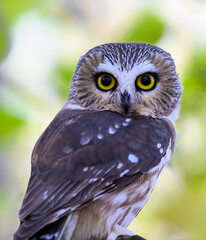 Northern Saw-whet Owl Closeup Portrait in Fall
