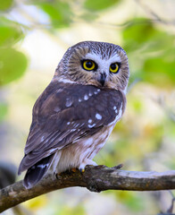  Northern Saw-whet Owl Closeup Portrait in Fall