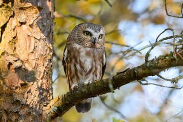  Northern Saw-whet Owl Closeup Portrait in Fall