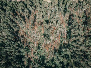 Aerial view over pine tree forest during evening in Lithuania, Europe.