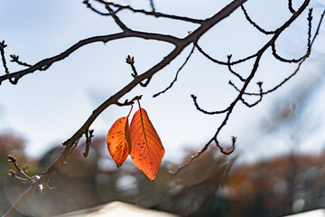落葉　紅葉　公園　自然