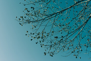 落葉樹　枝　落葉　冬　