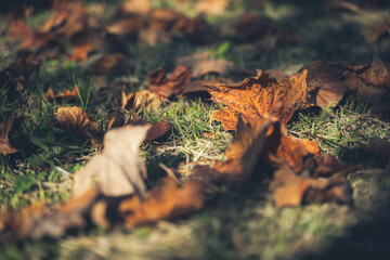 落ち葉　散歩　枯葉　トレッキング　登山　公園
