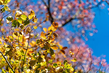 紅葉狩り　紅葉　秋　観光