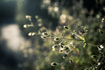 センダングサ　くっつきむし　ひっつきむし　雑草