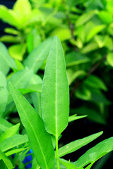 Water spinach plants grow on pot.