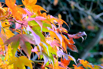 紅葉を照らす太陽の光