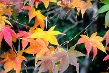 可愛い紅葉の足跡