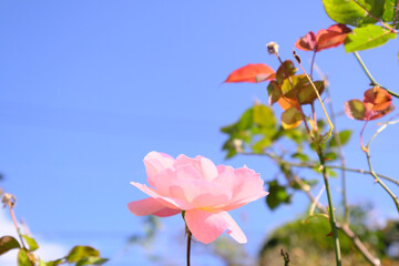 美しいピンク色に染まる薔薇の花