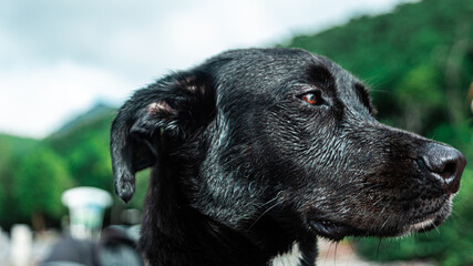 chien de profil
