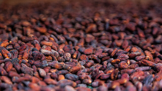 f&egrave;ve de cacao